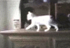 猫咪不小心掉水里了