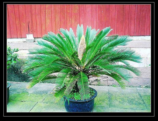 铁树开花