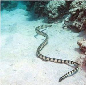 钩吻海蛇