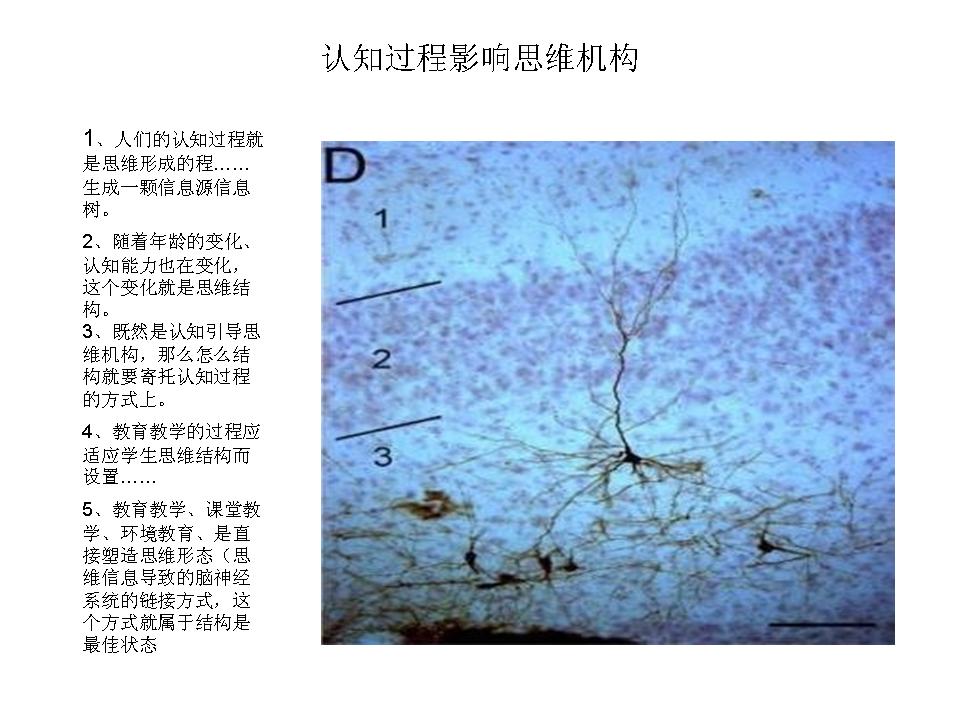 以学科结构提高教学质量，用思维结构培养创新人才